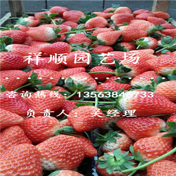 如何選擇脫毒一代草莓苗種植方法及時(shí)間