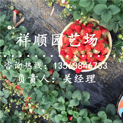 满意的温室草莓苗批发基地