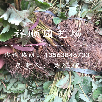 价格划算的脱毒草莓苗小苗育苗