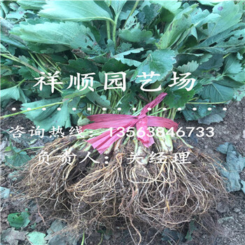 物超所值的妙香七號草莓苗哪家好