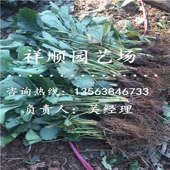 代理脫毒二代草莓苗新品種