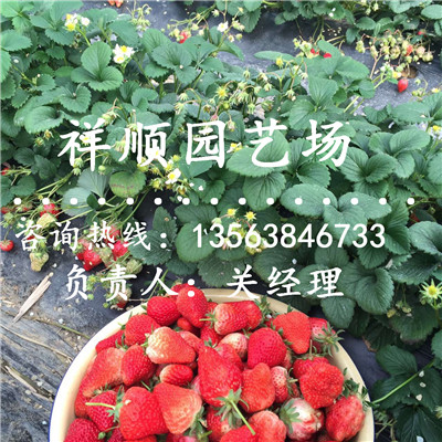 附近哪里有卖妙香七号草莓苗哪里有卖