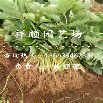 我想买童子一号草莓苗一亩地栽多少棵