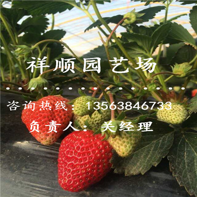 的暖棚草莓苗种植