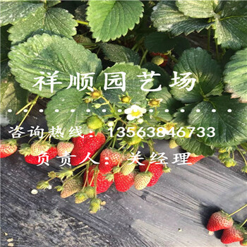 代理章姬草莓苗栽培與種植