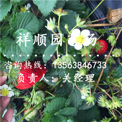我想买幸之花草莓苗价格多少