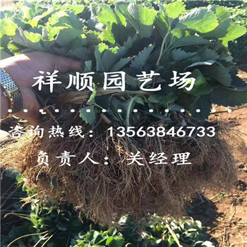 我想買美莎草莓苗出土價格