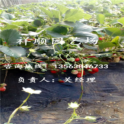 新品种京藏草莓苗怎么防虫害
