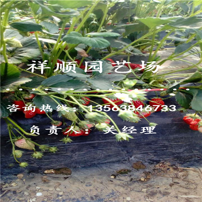 价格合理的温室大棚草莓苗示范园