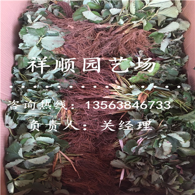 的京藏草莓苗龙头货源地