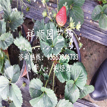 的美莎草莓苗哪的質(zhì)量好