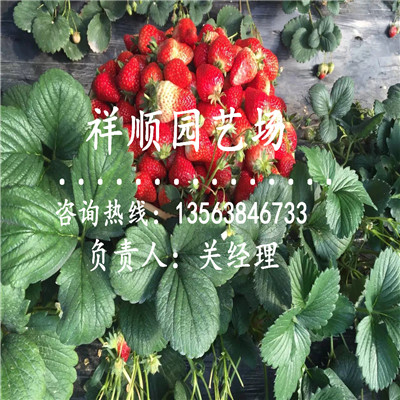 附近哪里有温室草莓苗怎么防虫害