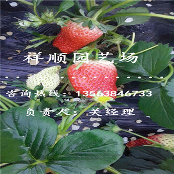 哪里有卖美十三草莓苗种植利润