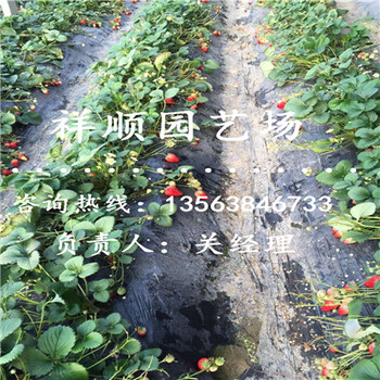 如何選擇奧巴草莓苗一畝地產(chǎn)多少斤