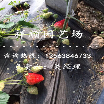 怎么挑選脫毒二代草莓苗一畝地栽多少棵