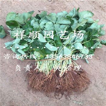 我想买幸之花草莓苗价格多少