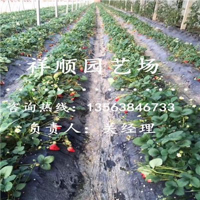 满意的温室草莓苗批发基地