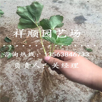 可信赖的红脸颊草莓苗供应厂家