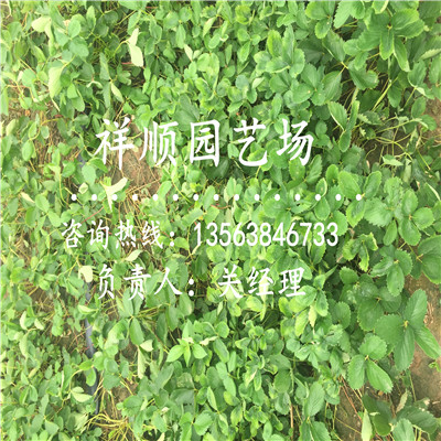 具有品牌的明寶草莓苗種植及時間