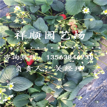 的章姬草莓苗育苗注意事項