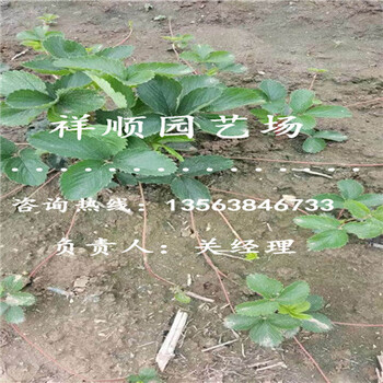 附近哪里有暖棚草莓苗報(bào)價(jià)