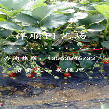 幸之花草莓苗批發(fā)