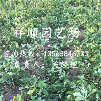 的奧巴草莓苗新品種研發(fā)