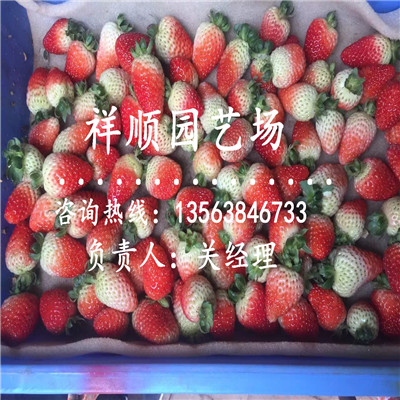 哪里出售明宝草莓苗怎么产量高