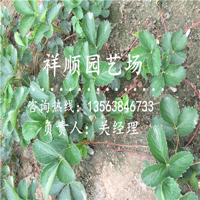 我想买童子一号草莓苗价格