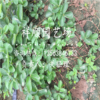紅臉頰草莓苗幾月份種植好