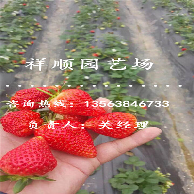 优惠的幸之花草莓苗图片