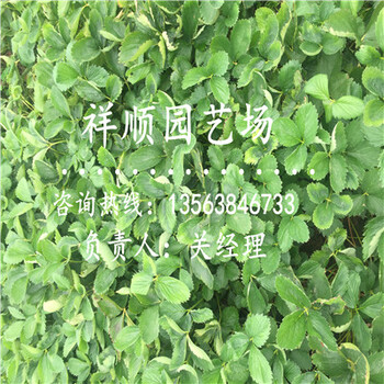 新品種牛奶草莓苗一畝地栽多少棵