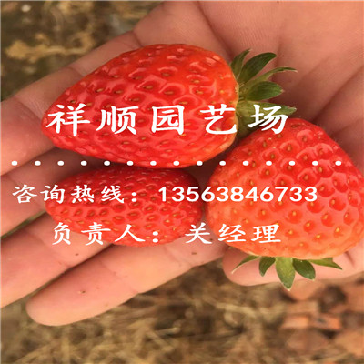 可靠的京藏草莓苗种植及时间