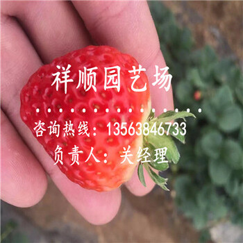 我想买美十三草莓苗在哪里有