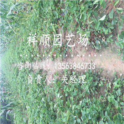 附近哪里有温室草莓苗怎么防虫害