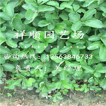 附近哪里有四季草莓苗批發(fā)基地