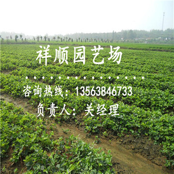 誠信推薦奶油草莓苗一畝地栽多少棵