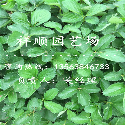 可信賴的幸之花草莓苗主要種植產(chǎn)區(qū)