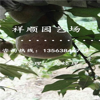 哪里出售桃樹實生苗栽培技術(shù)