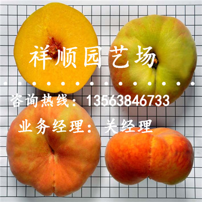好用的桃樹原生苗多少錢一斤