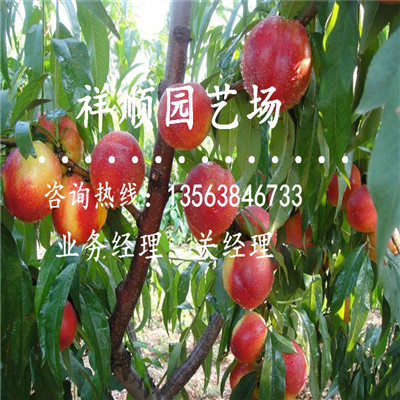 價格劃算的桃樹實生苗基地
