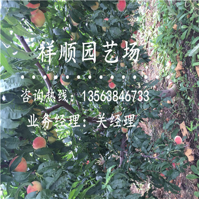 好用的桃樹原生苗多少錢一斤