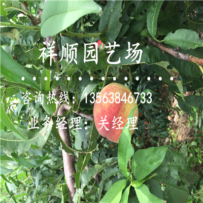 誠信推薦桃樹實生苗新品種推廣苗木中心