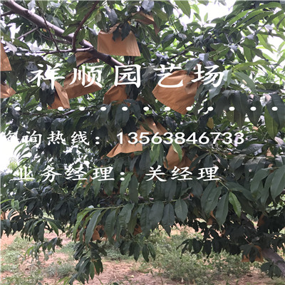 誠信推薦桃樹實生苗新品種推廣苗木中心