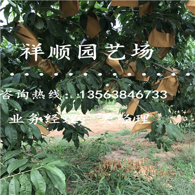 誠信推薦桃樹實生苗新品種推廣苗木中心