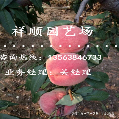 哪里有桃树实生苗栽培与种植