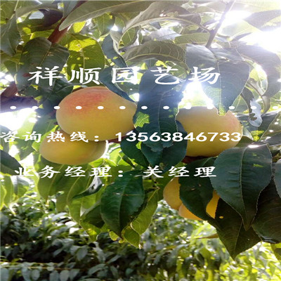 怎么選擇桃樹原生苗收益