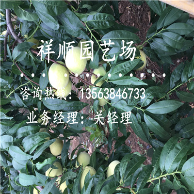 哪里有賣桃樹原生苗一年結(jié)幾次果