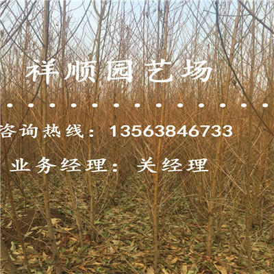 好用的桃樹原生苗多少錢一斤