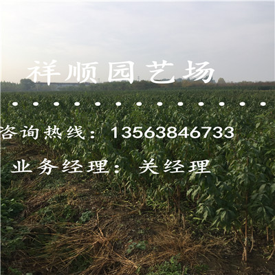 價格劃算的桃樹實生苗基地